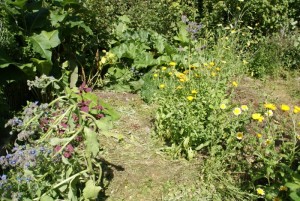 Hügelbeet mit Mulch im Jahr nach dem Aufbau