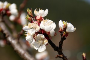 Marillenblüte