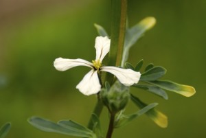 So schön blüht Rucola.