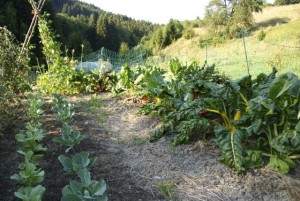 Mangold, Kohl, Spargelsalat, Bohnen