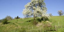 Für uns der Schutzbaum unseres Grundstücks