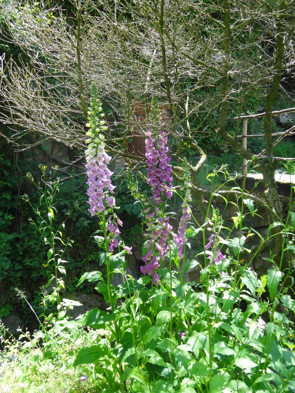 Hausgarten | Hortus Permaculturis